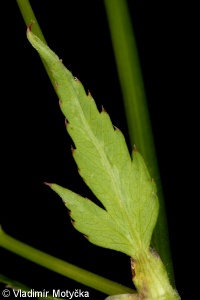Aegopodium podagraria – bršlice kozí noha