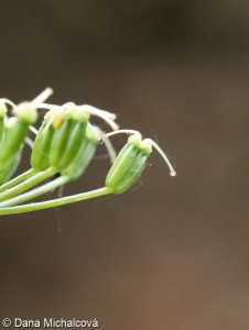Aegopodium podagraria – bršlice kozí noha