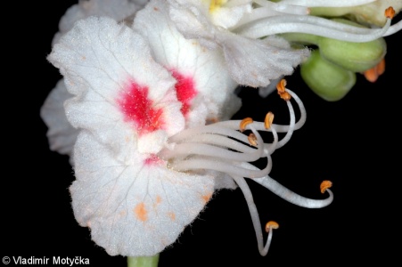 Aesculus hippocastanum – jírovec maďal (“koňský kaštan”)
