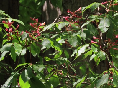 Aesculus pavia &ndash; jírovec pávie