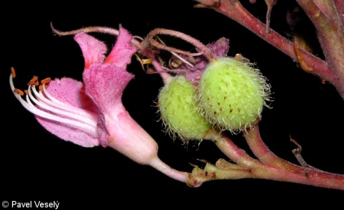 Aesculus ×carnea – jírovec pleťový