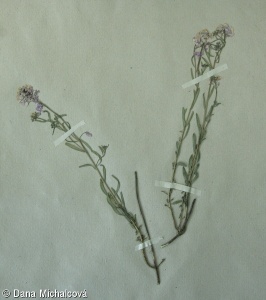 Aethionema grandiflorum – sivutka velkokvětá