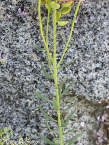 Aethionema grandiflorum – sivutka velkokvětá