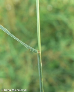 Agropyron pectinatum – žitňák hřebenitý