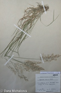 Agrostis capillaris – psineček obecný