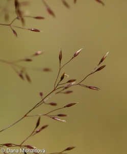Agrostis capillaris