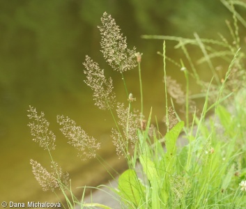 Agrostis capillaris – psineček obecný