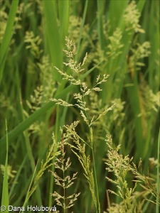 Agrostis stolonifera agg. – okruh psinečku výběžkatého