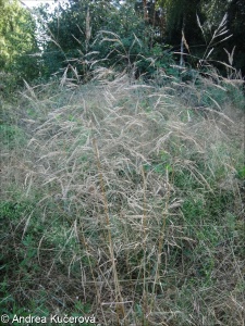 Agrostis scabra – psineček řídkokvětý