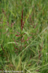 Agrostis stolonifera agg. – okruh psinečku výběžkatého