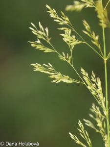 Agrostis stolonifera – psineček výběžkatý