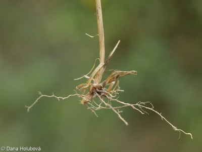 Agrostis stolonifera – psineček výběžkatý