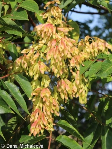 Ailanthus altissima – pajasan žláznatý