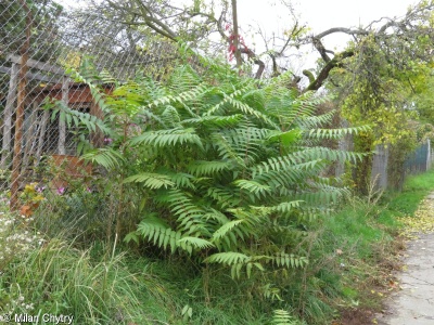 Ailanthus altissima – pajasan žláznatý