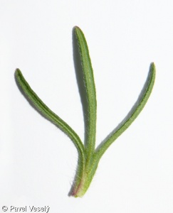 Ajuga chamaepitys subsp. chamaepitys