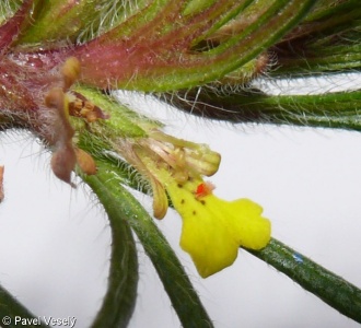 Ajuga chamaepitys subsp. chamaepitys
