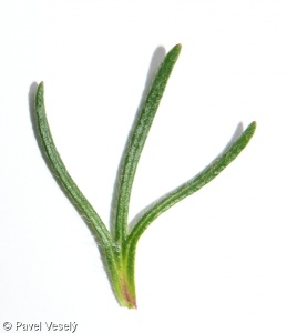Ajuga chamaepitys subsp. chamaepitys – zběhovec trojklaný pravý