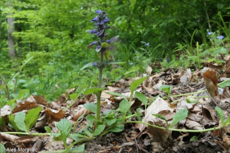 Ajuga reptans &ndash; zběhovec plazivý
