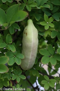 Akebia quinata – akébie pětičetná