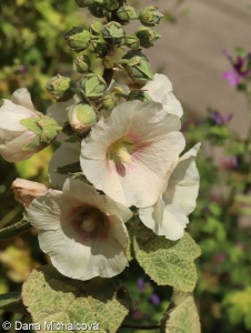 Alcea rosea – topolovka růžová
