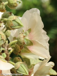Alcea rosea – topolovka růžová