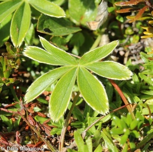 Alchemilla alpina – kontryhel alpinský