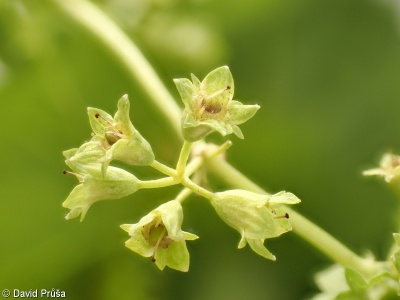 Alchemilla cymatophylla – kontryhel číšolistý