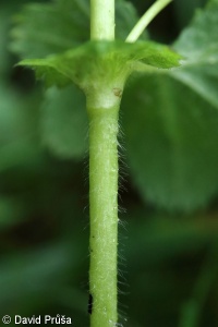 Alchemilla cymatophylla – kontryhel číšolistý