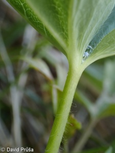 Alchemilla filicaulis – kontryhel tenkolodyžný