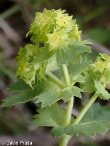 Alchemilla filicaulis subsp. filicaulis – kontryhel tenkolodyžný pravý