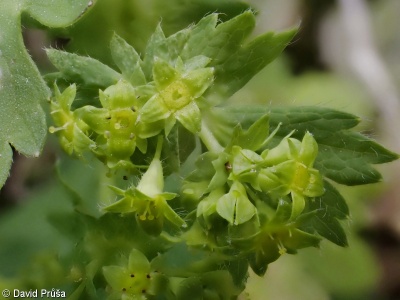 Alchemilla filicaulis – kontryhel tenkolodyžný