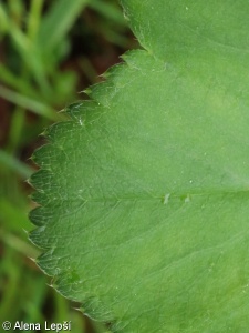 Alchemilla glabricaulis – kontryhel lysolodyžný