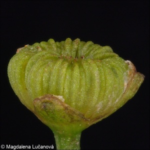 Alisma gramineum &ndash; žabník trávolistý