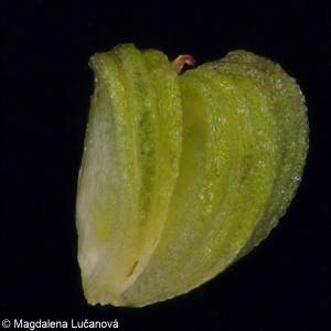 Alisma gramineum &ndash; žabník trávolistý