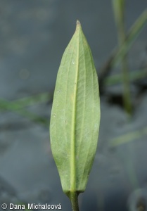 Alisma lanceolatum – žabník kopinatý