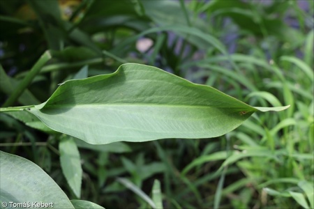 Alisma plantago-aquatica – žabník jitrocelový