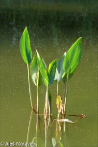 Alisma plantago-aquatica