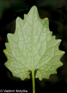Alliaria petiolata – česnáček lékařský