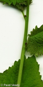Alliaria petiolata – česnáček lékařský