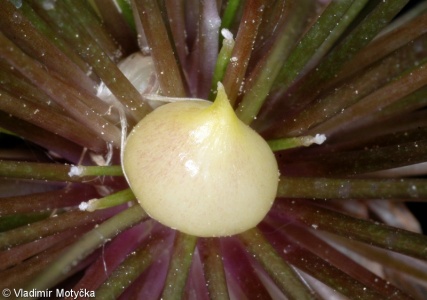 Allium hollandicum – česnek holandský