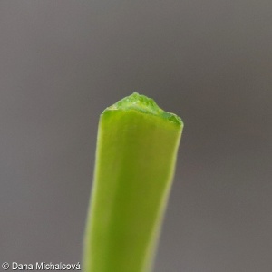 Allium angulosum – česnek hranatý
