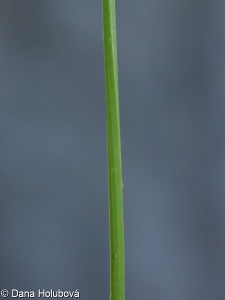Allium angulosum – česnek hranatý