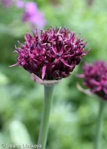 Allium atropurpureum – česnek nachový