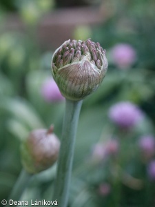 Allium atropurpureum – česnek nachový