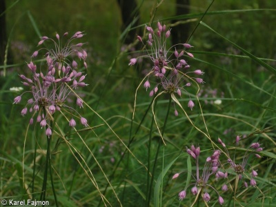 Allium carinatum – česnek kýlnatý