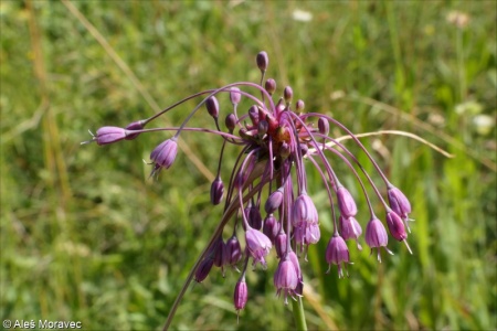 Allium carinatum – česnek kýlnatý