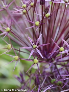 Allium cristophii – česnek ozdobný