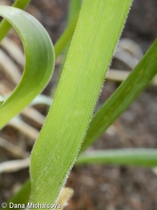 Allium cristophii – česnek ozdobný