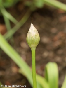 Allium cristophii