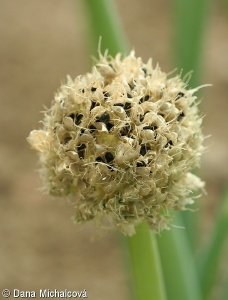 Allium fistulosum – cibule zimní